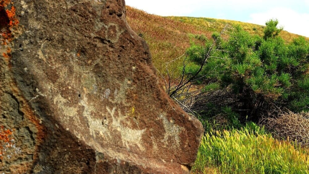 Ein großer Felsen mit Flechten, ein grasbewachsener Hügel und eine Nadelbaumart.