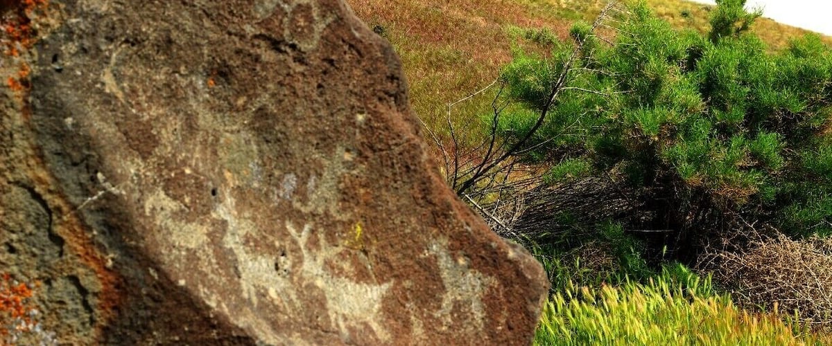 A large rock with lichen, a grassy hill, and a coniferous tree.