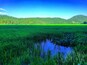 Un prato verdeggiante con un piccolo stagno in primo piano e una collina boscosa sullo sfondo.