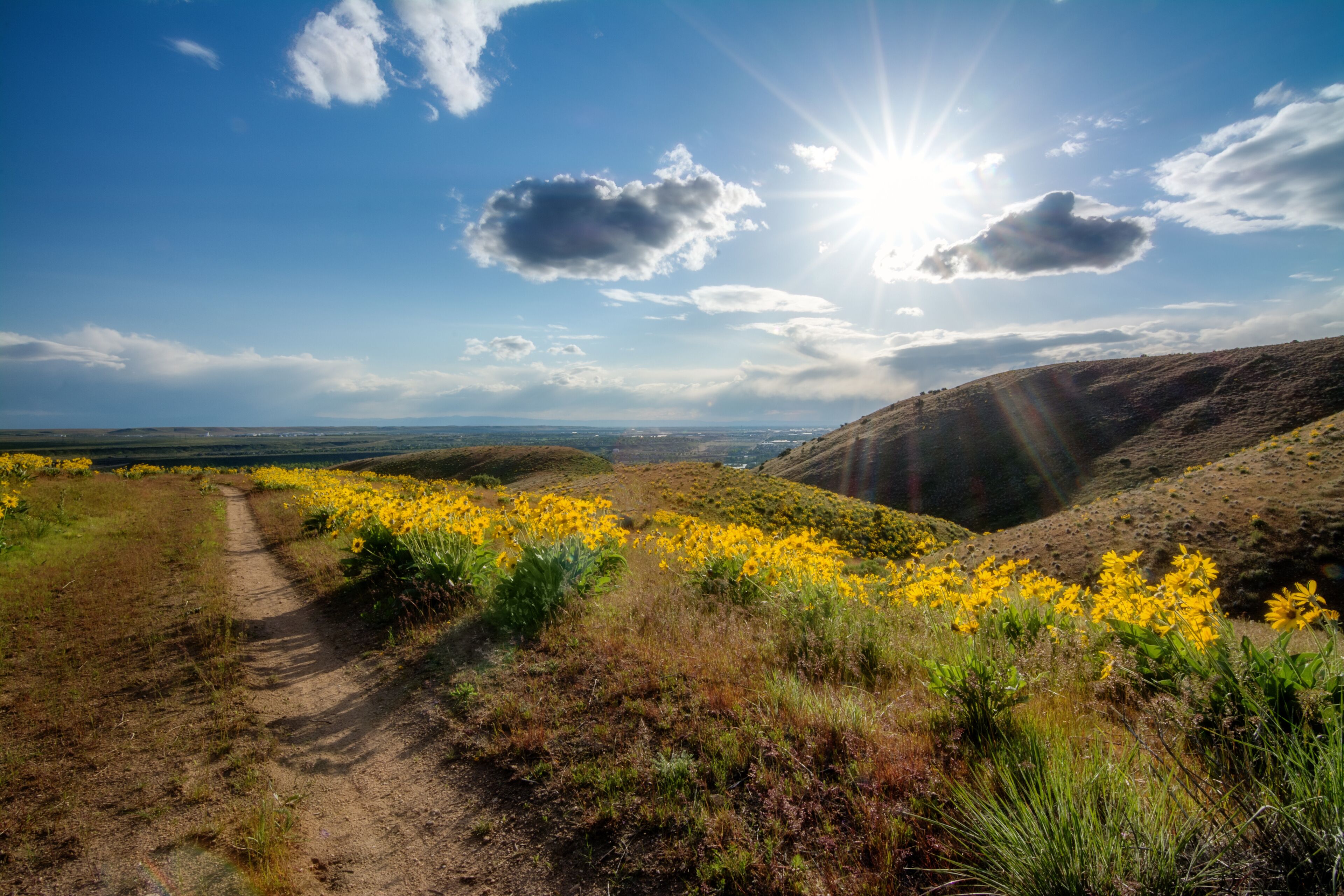 Bike trail leads down the foothills over Boise with yellow wildflowers