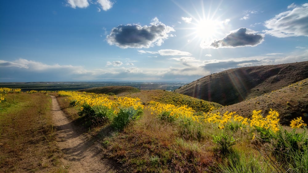 Bike trail leads down the foothills over Boise with yellow wildflowers