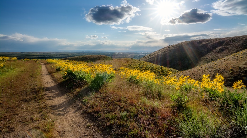 Bike trail leads down the foothills over Boise with yellow wildflowers
