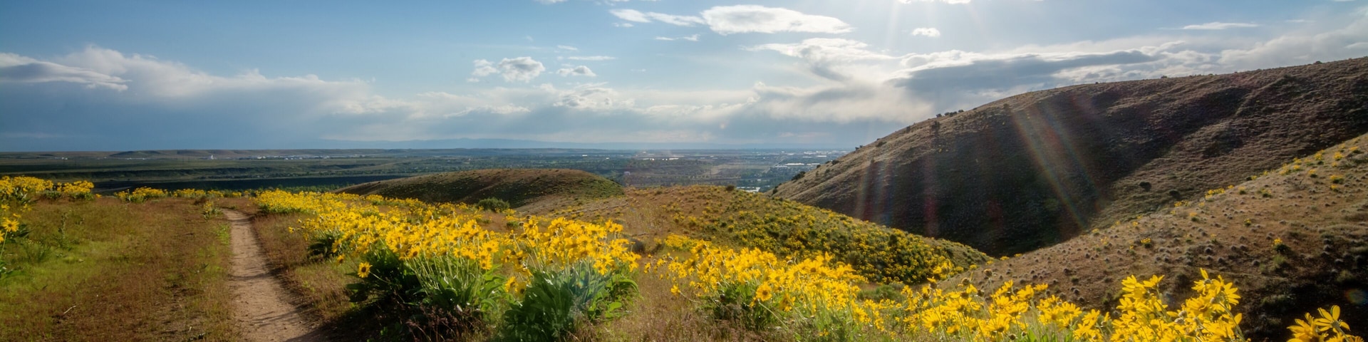 Bike trail leads down the foothills over Boise with yellow wildflowers