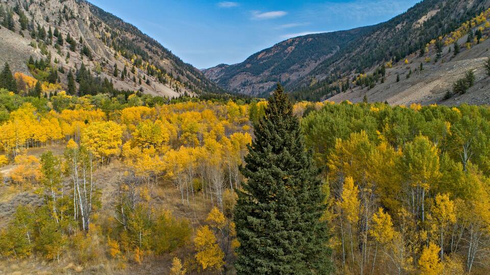 A mountainous landscape with yellow and green trees.
