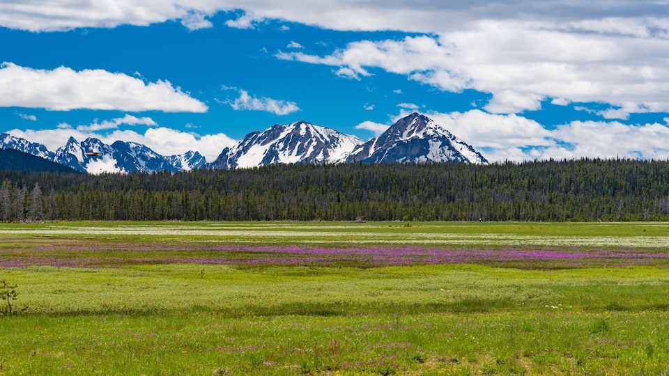 A mountainous landscape with a forested area and a field of purple flowers.