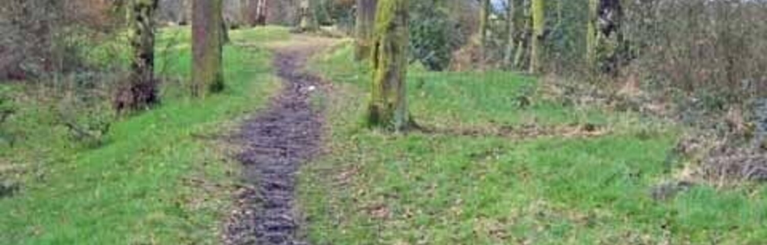 Scripton Gill This pleasant path runs along a narrow strip of woodland beside the stream from Brandon up to Pithouse Plantation.