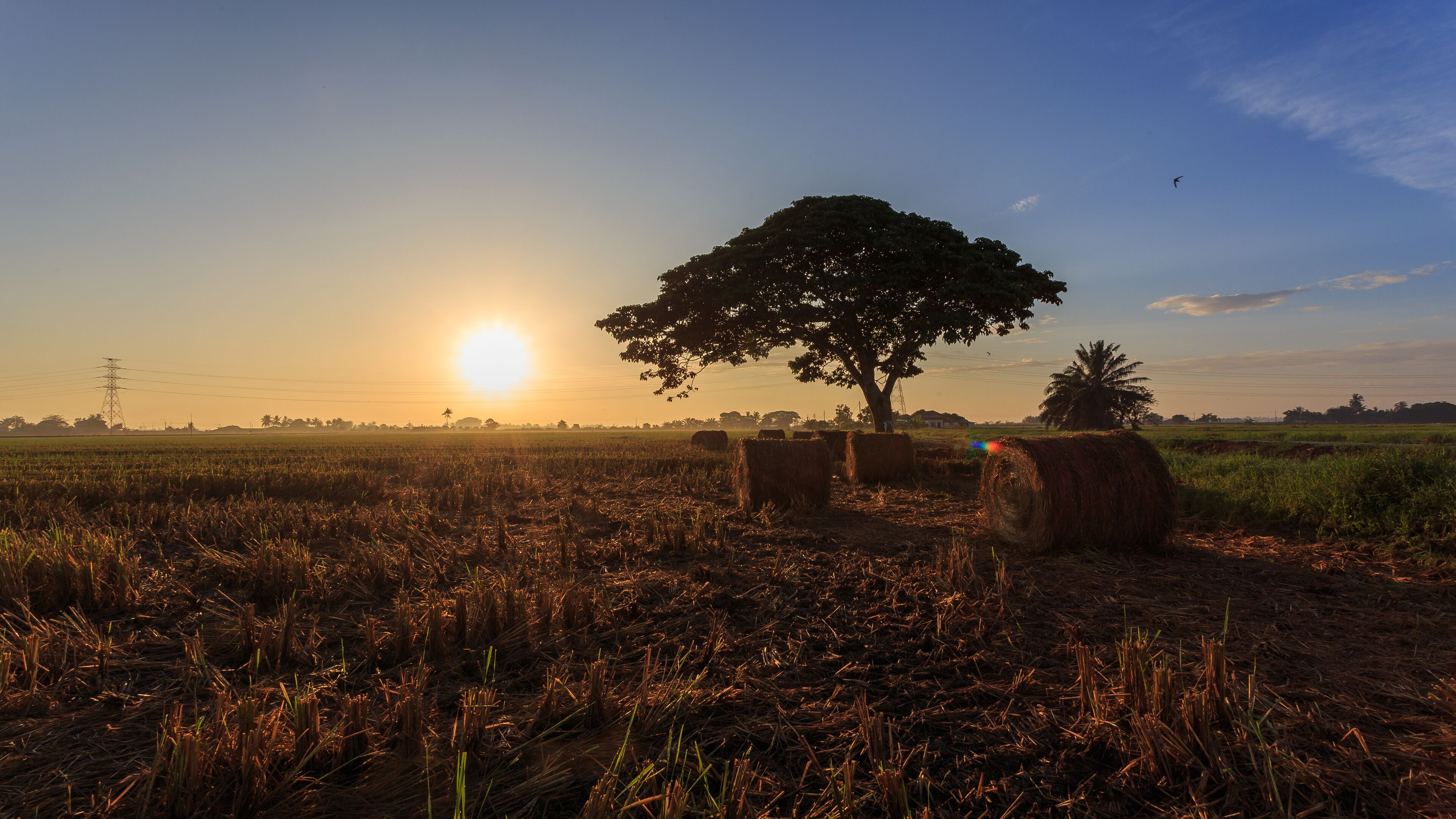 Rolls of paddy straw with golden sunset background at Sungai Besar, Selangor, Malaysia. The paddy straws are made into rolls and recycled for various usage as side product of paddy field. 