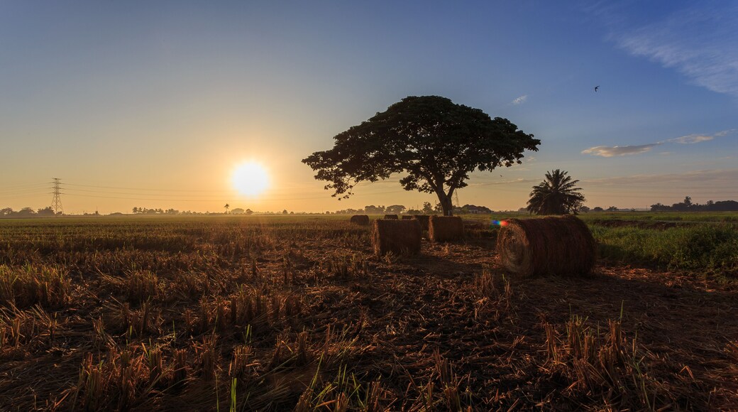 Rolls of paddy straw with golden sunset background at Sungai Besar, Selangor, Malaysia. The paddy straws are made into rolls and recycled for various usage as side product of paddy field.