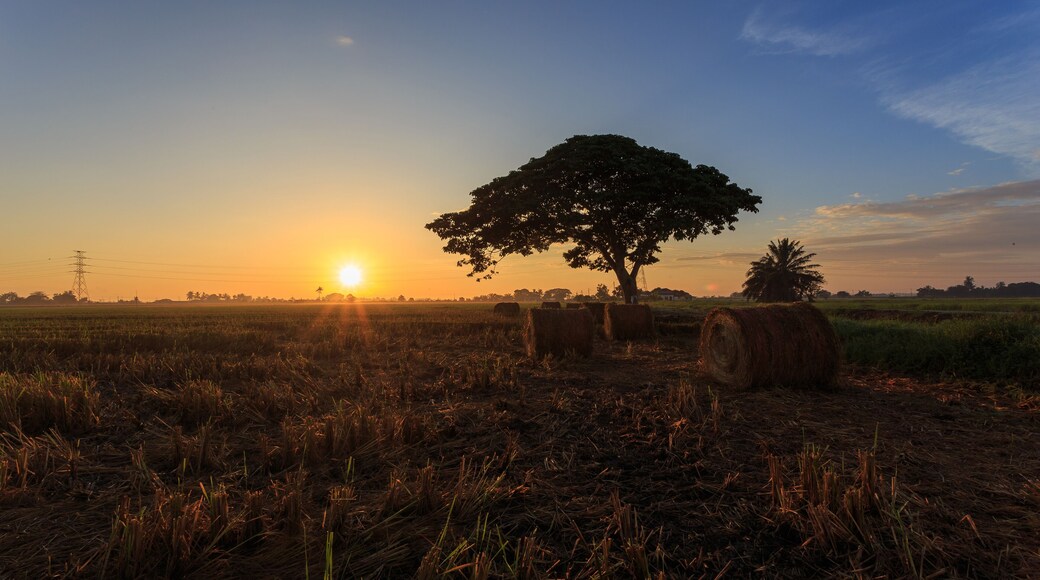 Rolls of paddy straw with golden sunset background at Sungai Besar, Selangor, Malaysia. The paddy straws are made into rolls and recycled for various usage as side product of paddy field.