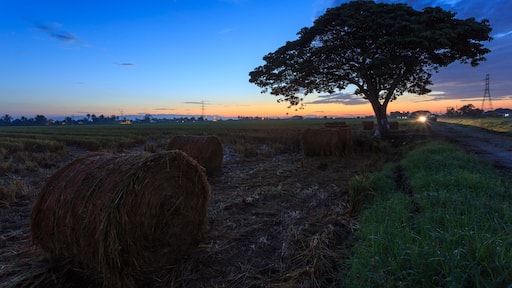 Rolls of paddy straw with golden sunset background at Sungai Besar, Selangor, Malaysia. The paddy straws are made into rolls and recycled for various usage as side product of paddy field.