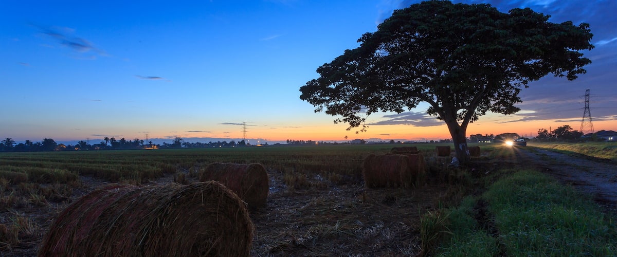 A rural landscape at dusk with hay bales, a tree, and a distant road.