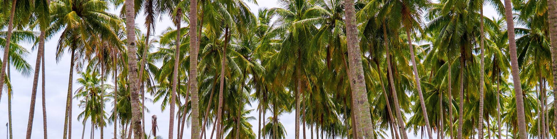 Peaceful scenery of coconut tree and blue sky in Kampung Mangkok, Setiu, Terengganu, Malaysia.