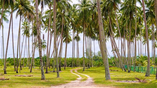 بانتاي بيناريك