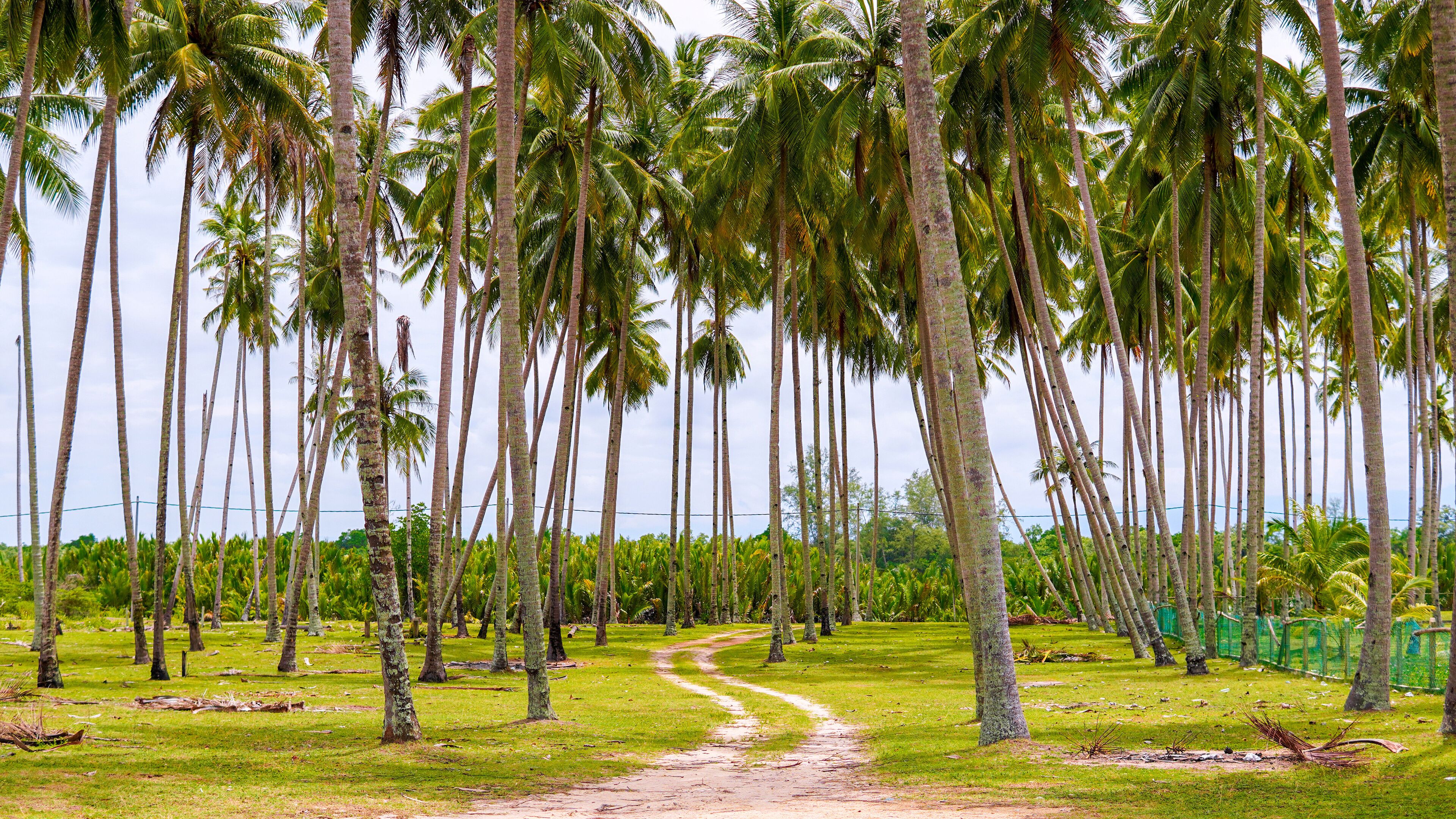 A pathway through a grove of tall palm trees.