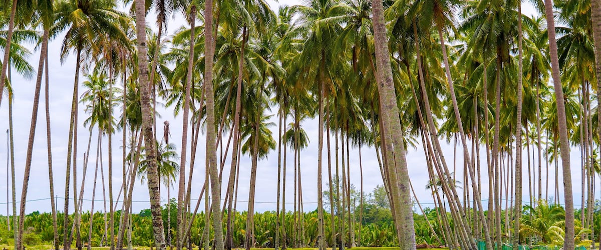 A pathway through a grove of tall palm trees.