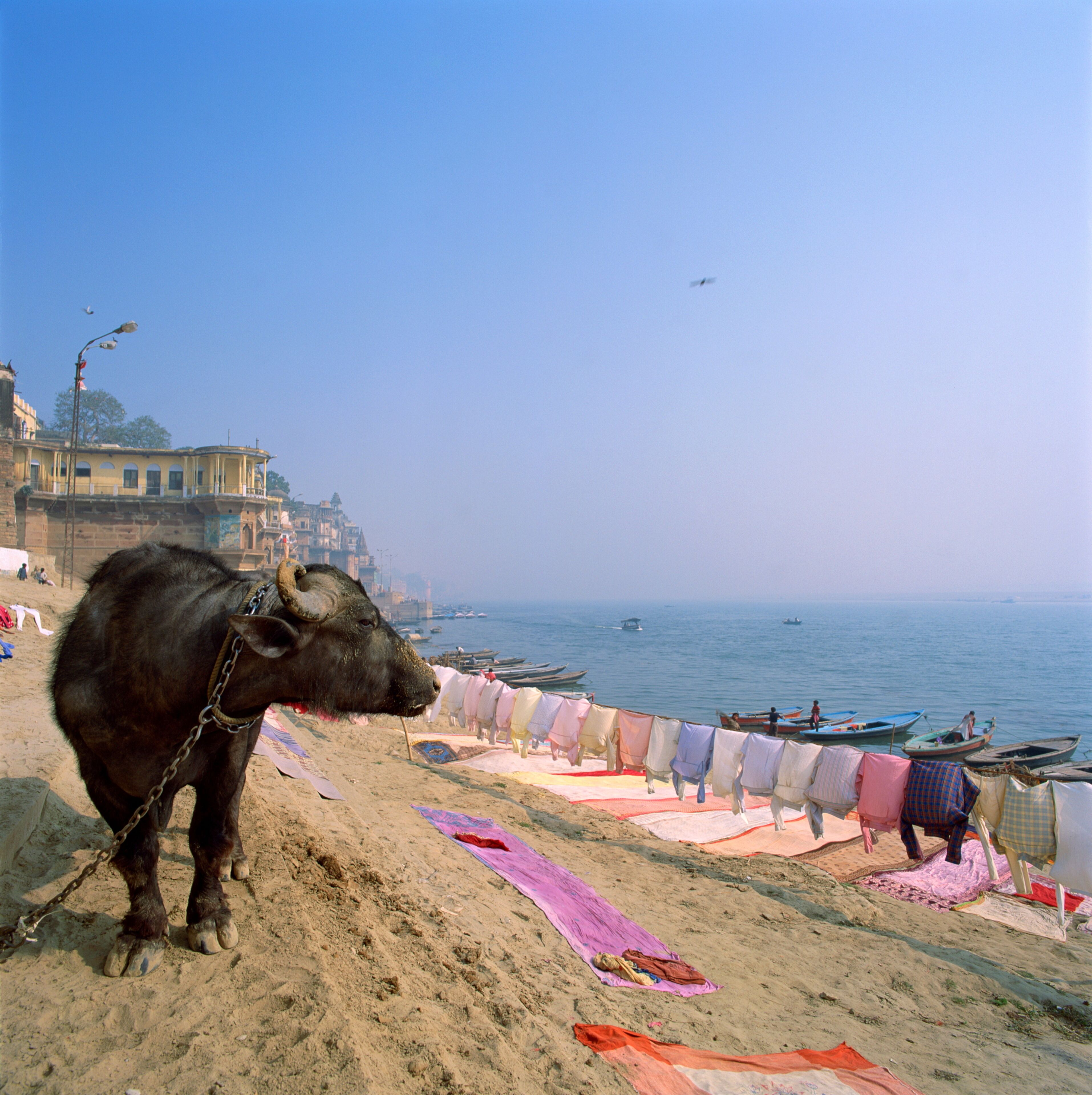 Water buffalo and drying washing on the banks of the river Ganges, Varanasi, Uttar Pradesh state
