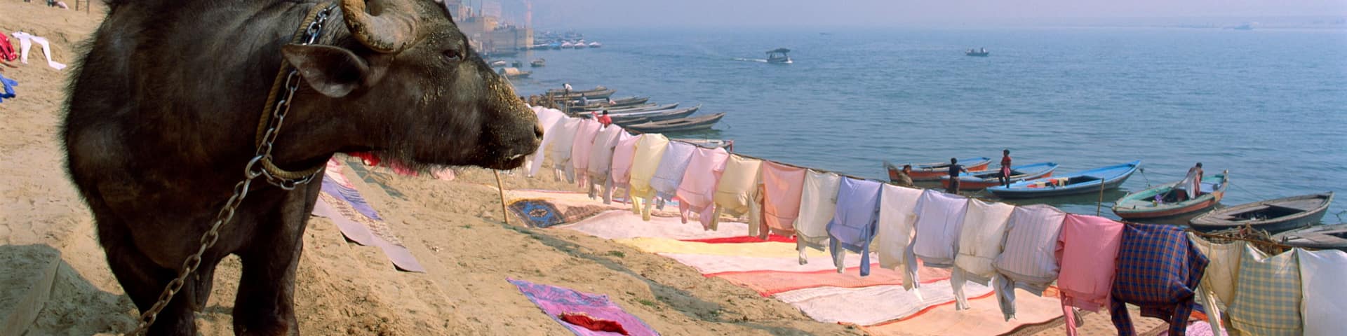 A bull on a sandy beach with boats and a building in the background.