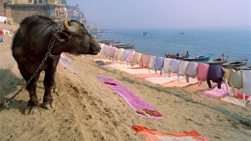 Water buffalo and drying washing on the banks of the river Ganges, Varanasi, Uttar Pradesh state