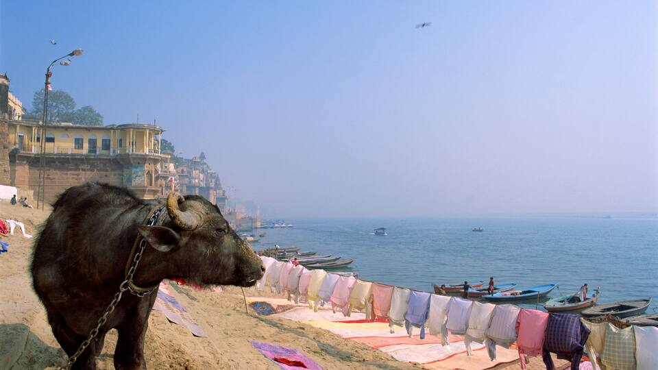 A bull on a sandy beach with boats and a building in the background.