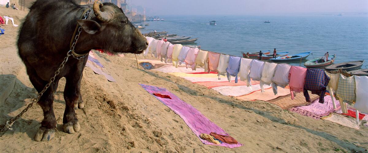 A bull on a sandy beach with boats and a building in the background.