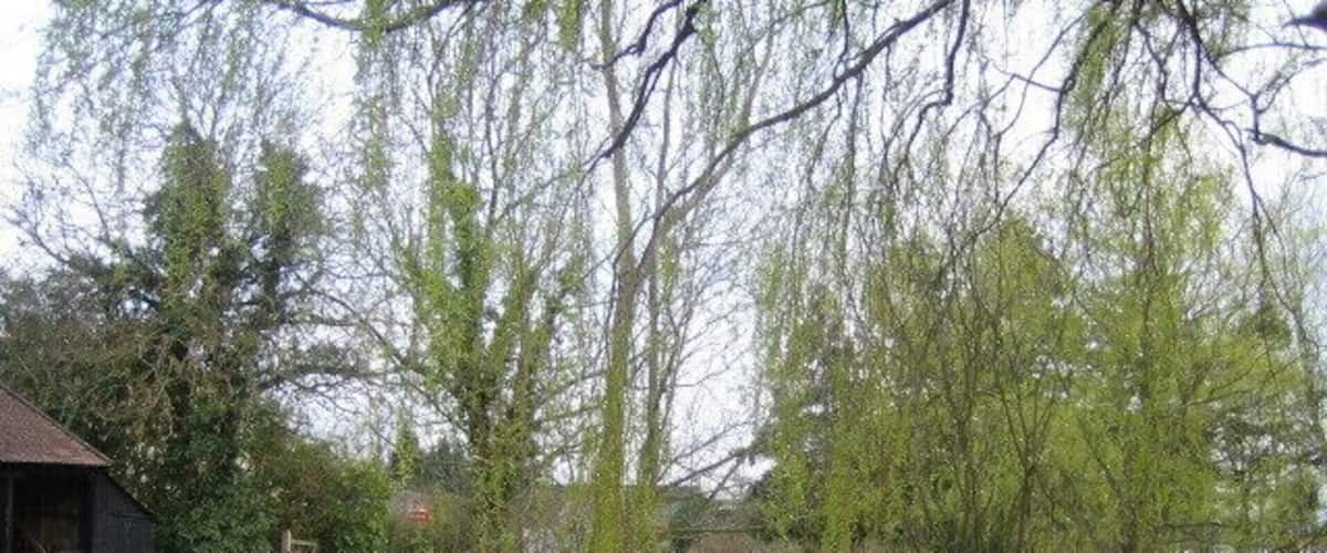 A gravel driveway leading to a wooden structure, a pond, and willow trees.
