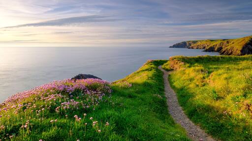 A coastal landscape with a grassy path, pink flowers, and cliffs.