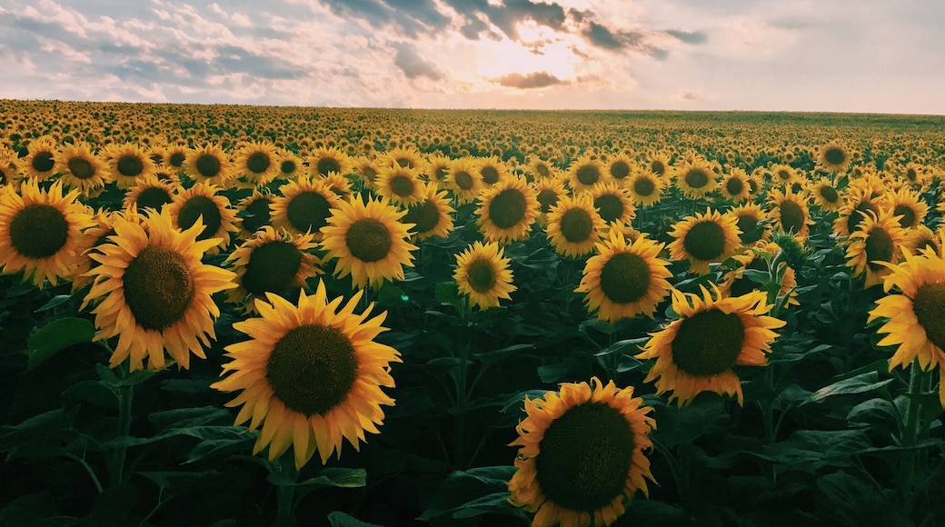 Beautiful 🌻 #moldova #sunflowera