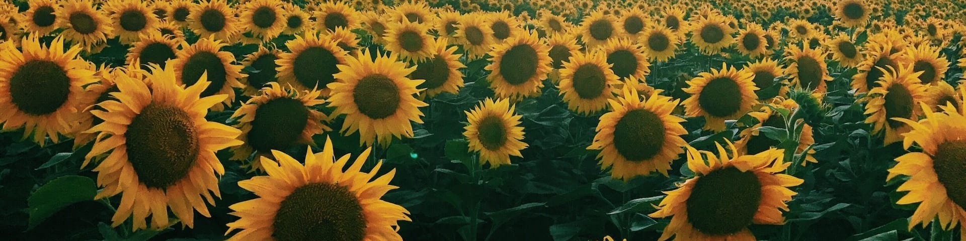 Beautiful 🌻 #moldova #sunflowera