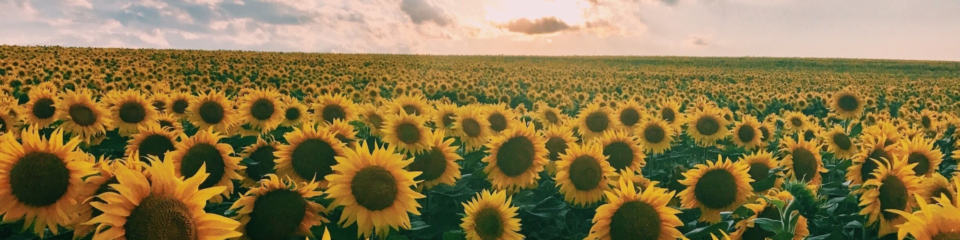 Beautiful 🌻 #moldova #sunflowera