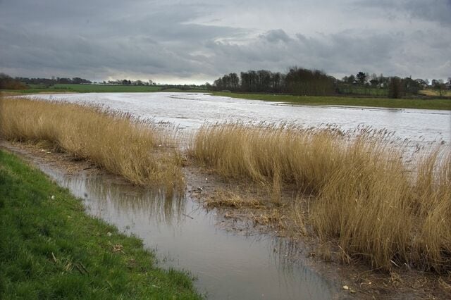 A flooded field with tall grasses and a muddy water channel.