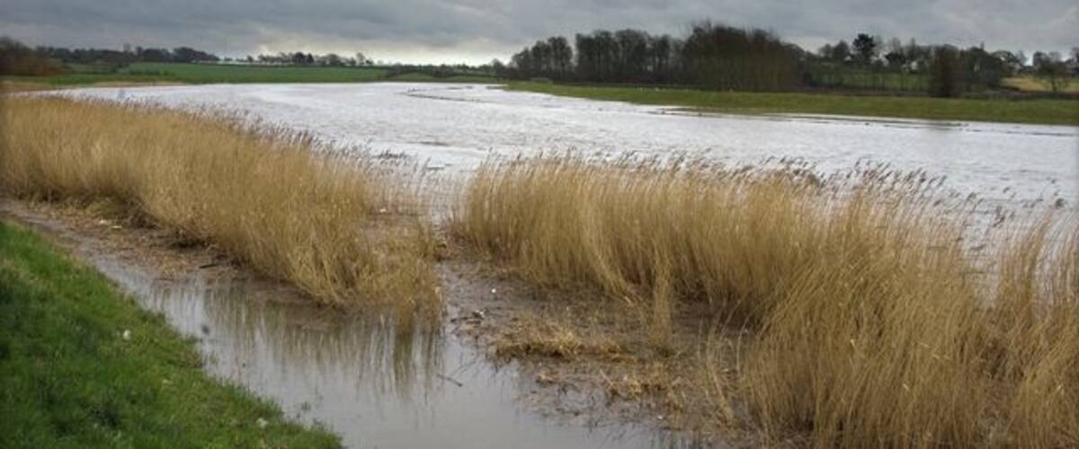 A flooded field with tall grasses and a muddy water channel.