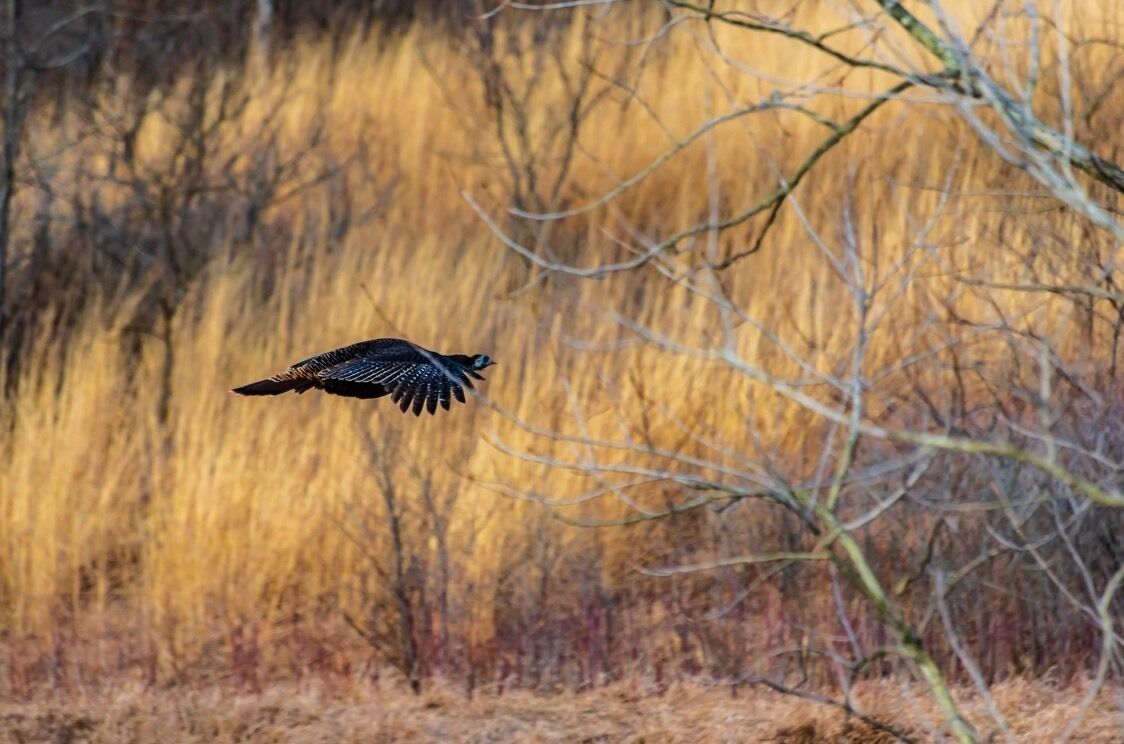 You don’t get to see turkey’s flying everyday.