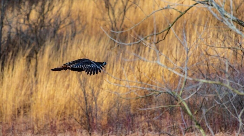 You don’t get to see turkey’s flying everyday.