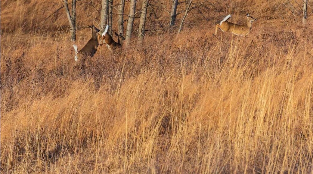 Always a good place to see wildlife.