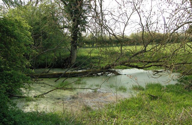 A river with overhanging branches, surrounded by dense greenery and trees.