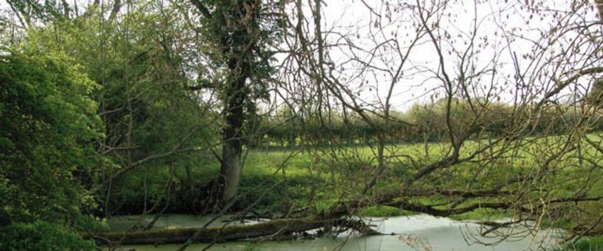 A river with overhanging branches, surrounded by dense greenery and trees.