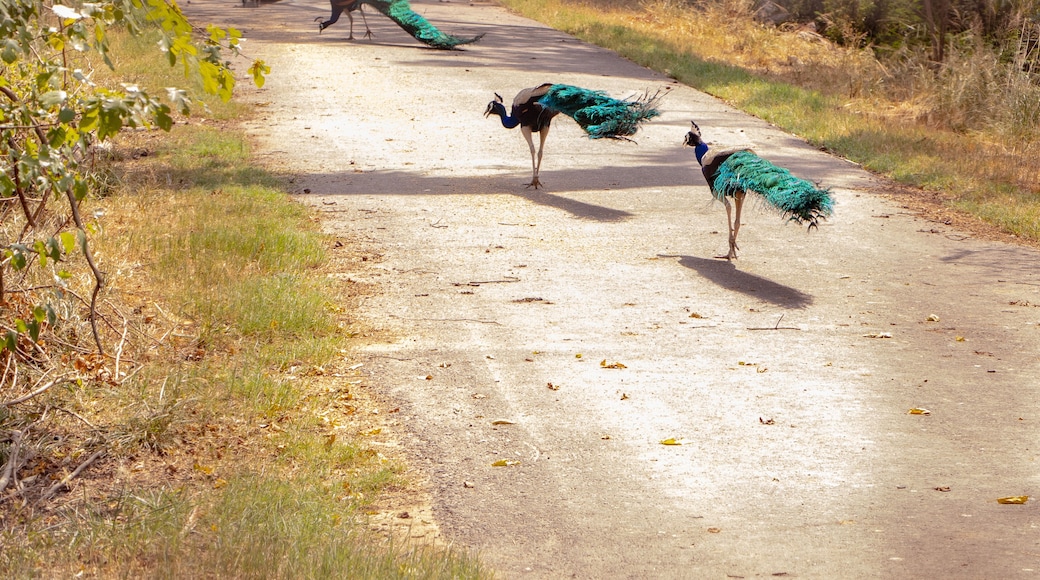 Group of Beautiful Peacocks walking in the row on the road of chhatbir zoo, India. Wildlife photograph