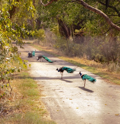 Group of Beautiful Peacocks walking in the row on the road of chhatbir zoo, India. Wildlife photograph
