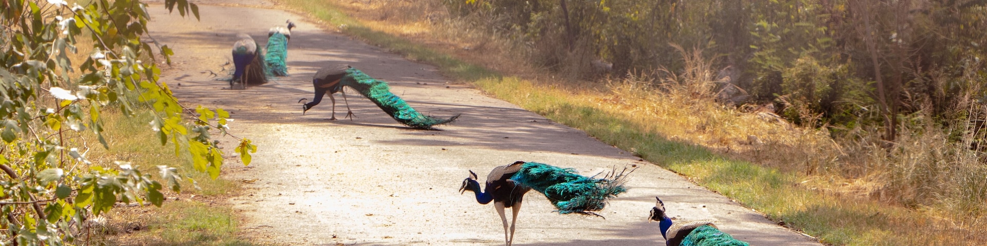 Group of Beautiful Peacocks walking in the row on the road of chhatbir zoo, India. Wildlife photograph