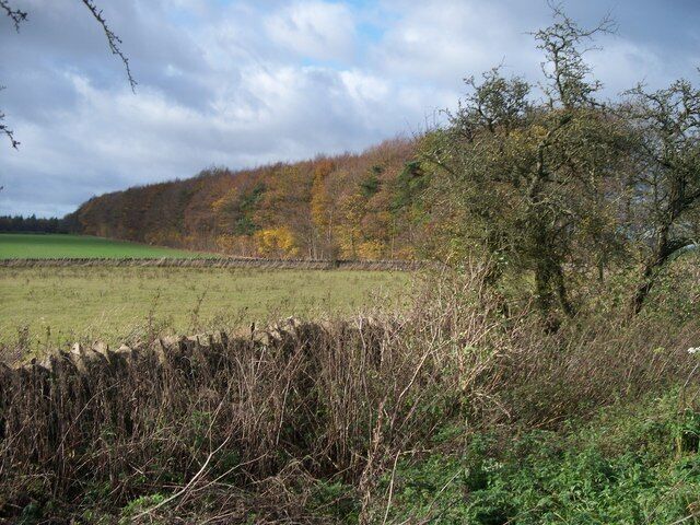 Avenue of trees On its route between Notgrove and Cold Aston, the Gloucestershire Way long distance path runs in an avenue of trees. This magnificent avenue is seen here from the minor road that runs between the same two places.