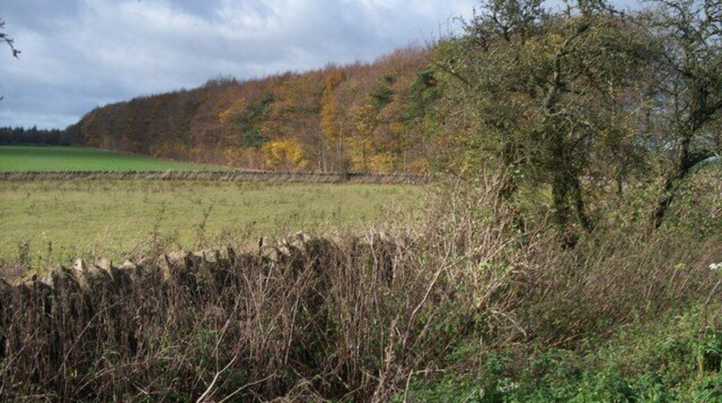Avenue of trees On its route between Notgrove and Cold Aston, the Gloucestershire Way long distance path runs in an avenue of trees. This magnificent avenue is seen here from the minor road that runs between the same two places.