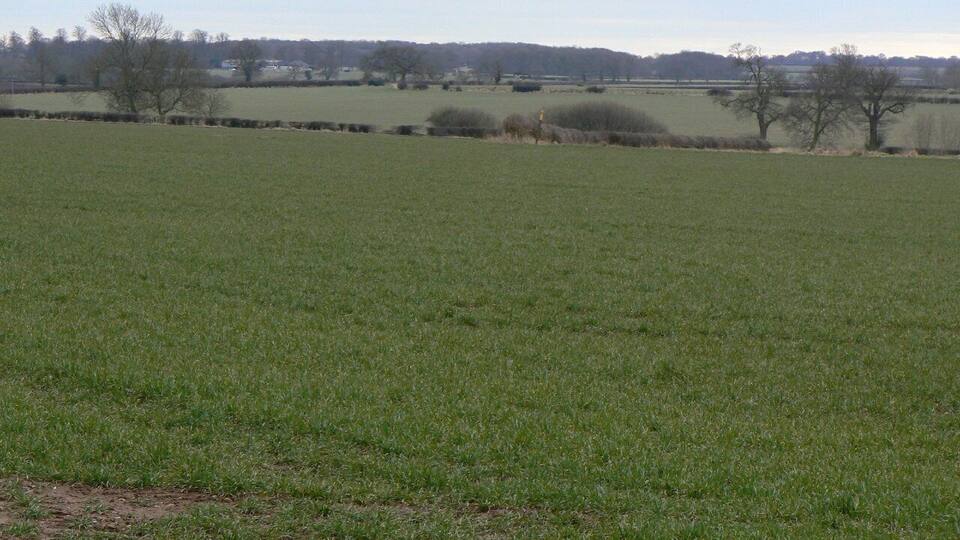 Footpath from Appleby Road Clearly not heavily used, the line of the path has not been clearly maintained across the crop. The next waymark can be seen in the distance.