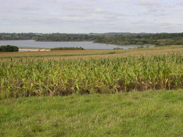 Farmland South of Pitsford Water. Maize is growing in the foreground. The south end of the causeway over Pitsford Water is obscured by the gradient of the land.