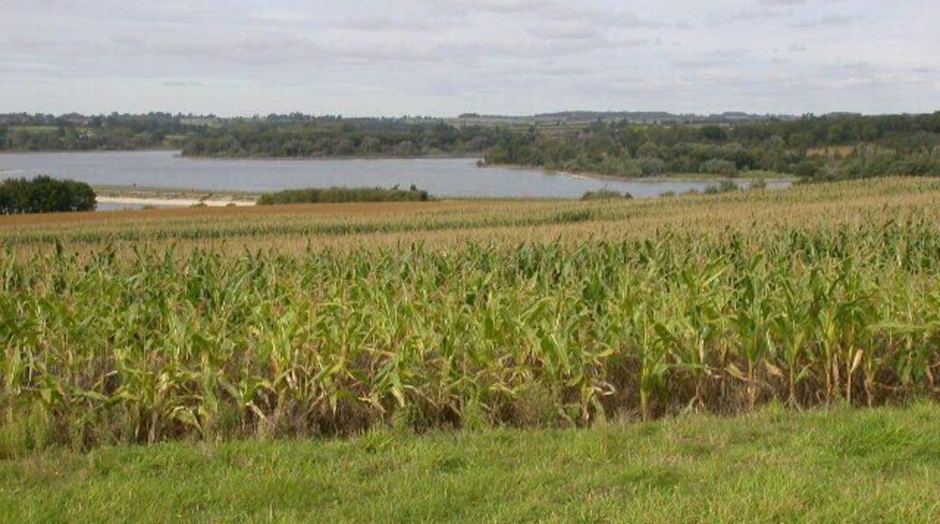 Farmland South of Pitsford Water. Maize is growing in the foreground. The south end of the causeway over Pitsford Water is obscured by the gradient of the land.