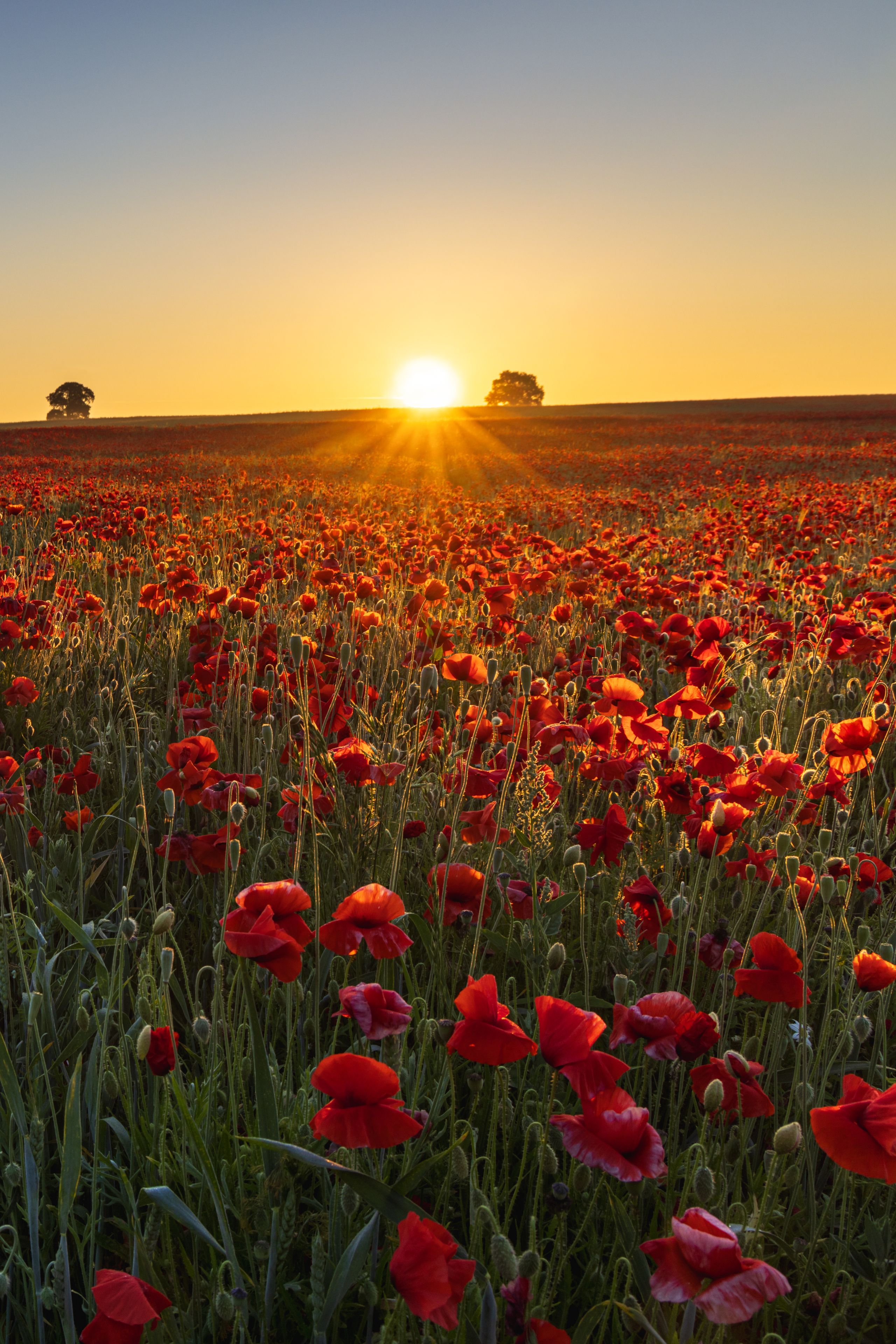 Un campo de amapolas rojas al atardecer, con el sol bajo en el horizonte.