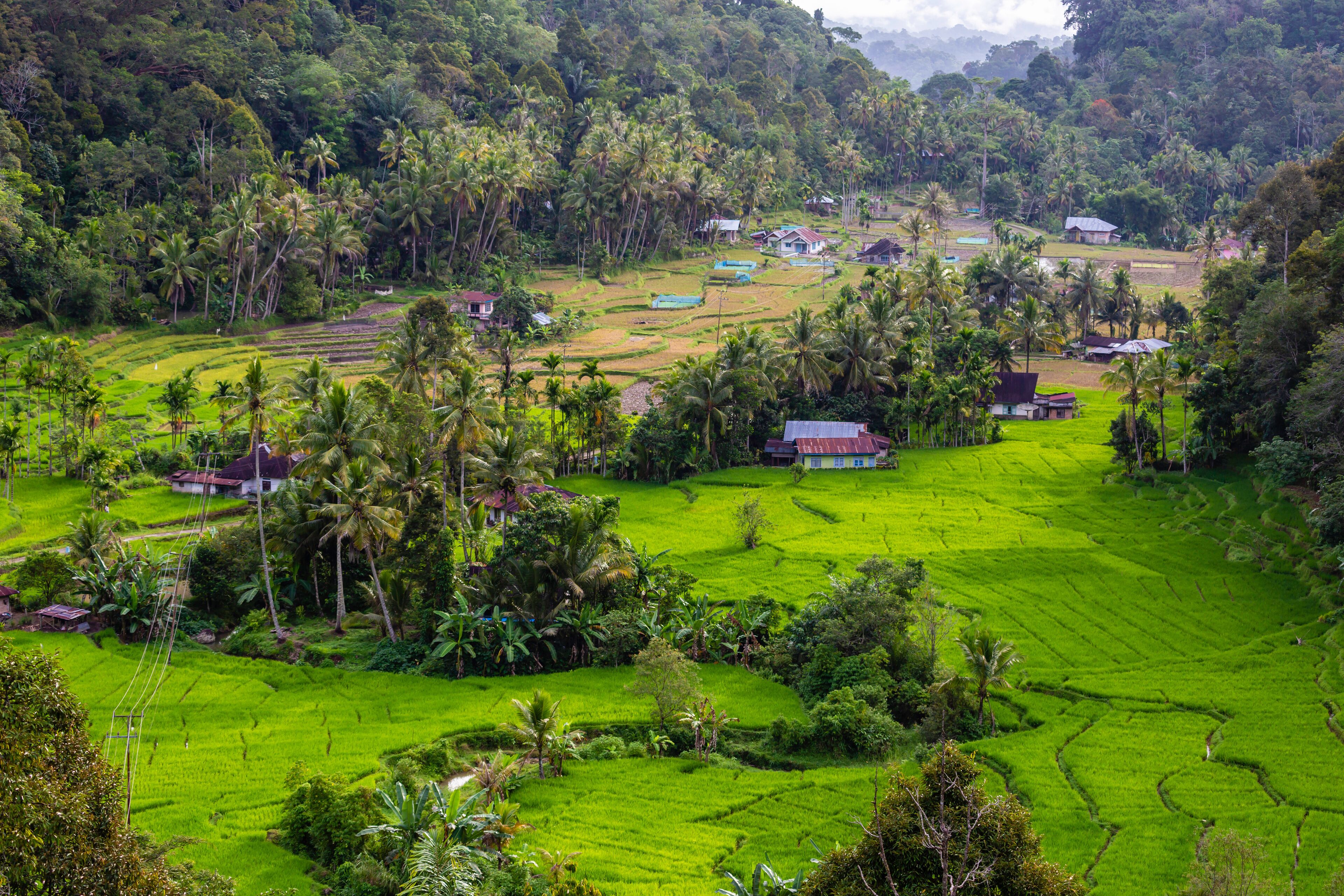 A lush green terraced rice field with scattered houses and palm trees.