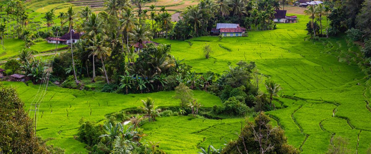A lush green terraced rice field with scattered houses and palm trees.