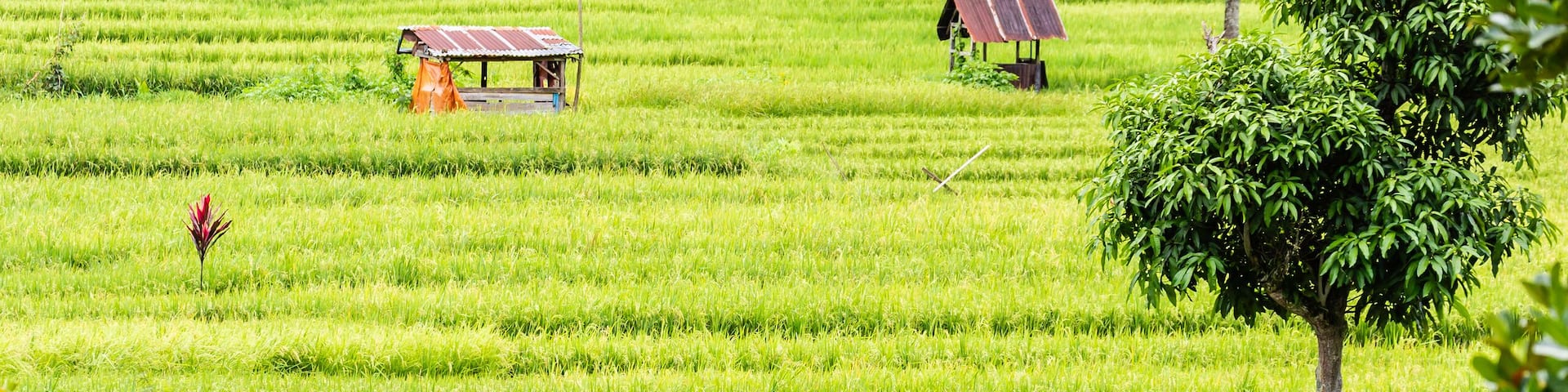 Traveling from Sipirok to Bukittinggi on Sumatra