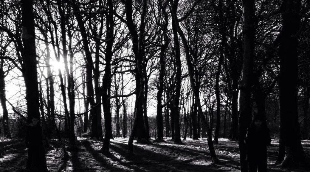 A stroll around the woods in December. Snow was on the ground. Love the shadows.