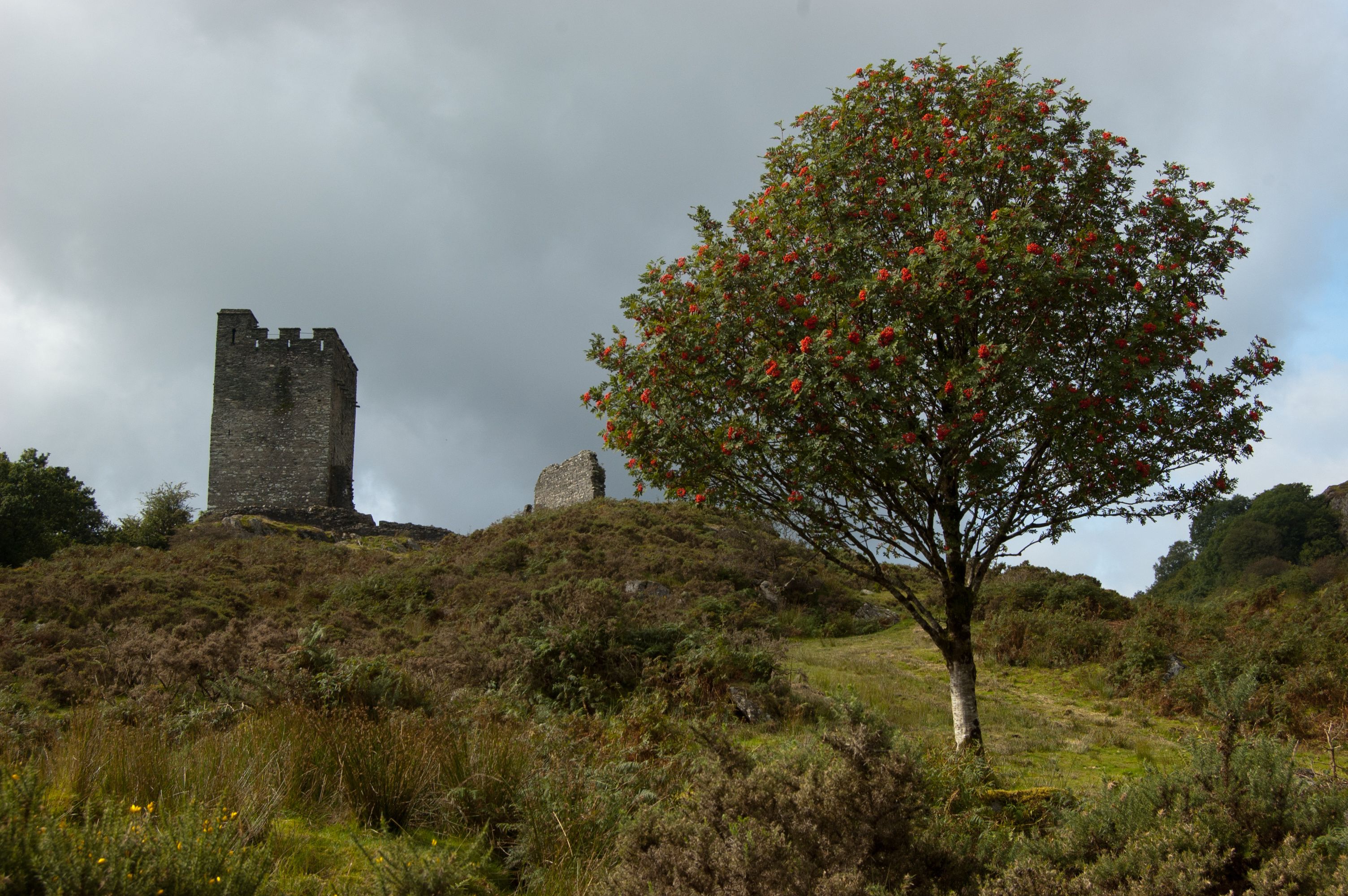 A castle ruin on a hill with a tree bearing red berries.